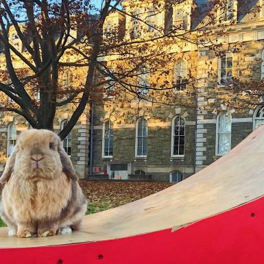 A rabbit sitting on a bench outside