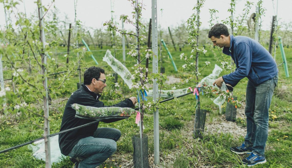 一位教师和学生检查果园的苹果树。