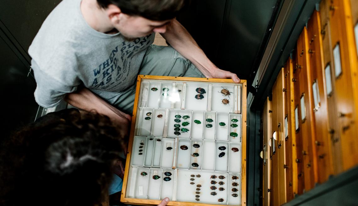 Jake Manley'19和Nadya Kandel'21在康奈尔大学昆虫收藏中的研究。