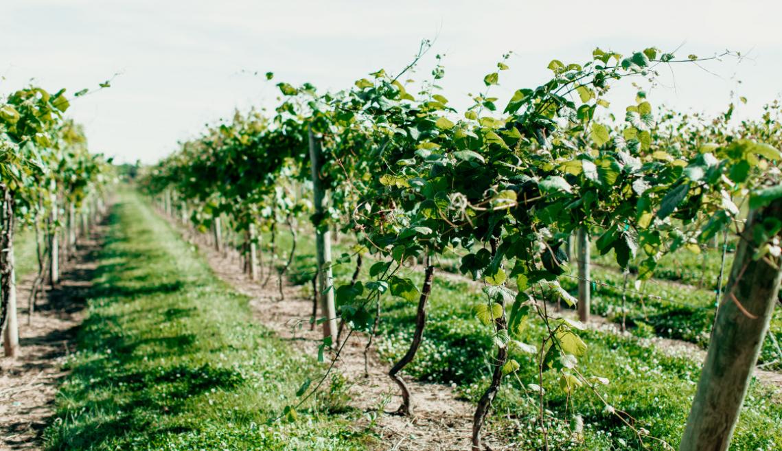 葡萄树行在一个领域的在康奈尔省Agritech盖茨农场。