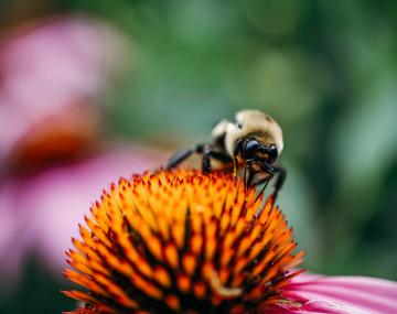 蜜蜂坐在一朵花与橙色中心和粉红色的花瓣