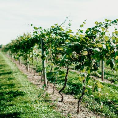 一排排葡萄藤在康奈尔农业技术盖茨农场的田地里。