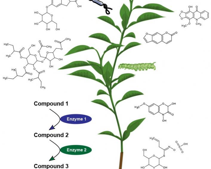 植物新陈代谢的Digram