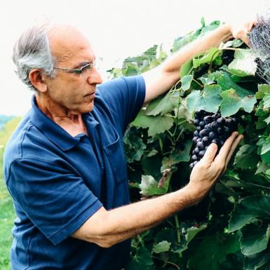 Bruce Reisch在Cornell Agritech的研究葡萄园中检查了珠穆朗玛峰无籽的集群