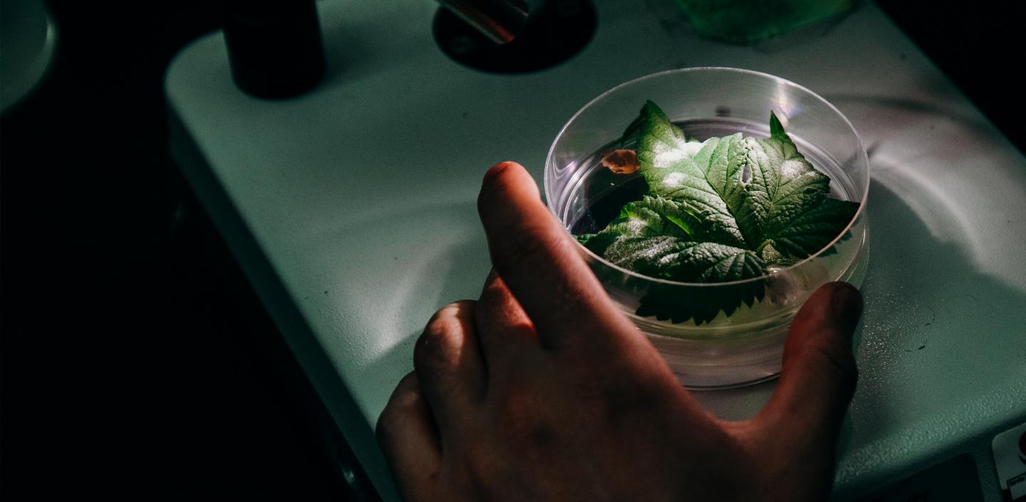 对一种植物的研究