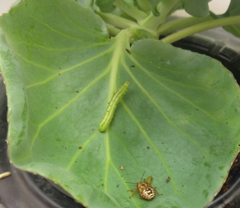 一个虫子在卷心菜植物的叶子上接近一只白菜蛹幼虫