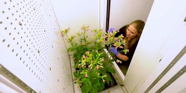 女学生审查高大，盛开的植物
