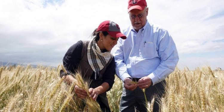 一个男人和一个女人站在小麦领域，检查生长的植物