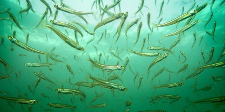 硅藻鱼在海洋中游泳。