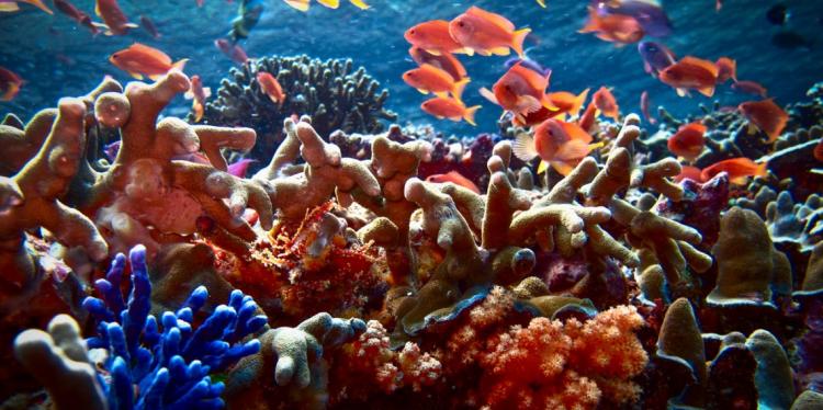 各种各样的橙色，紫色和蓝色珊瑚与金鱼游泳在他们海洋中