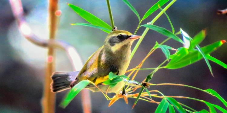 一只小，金色的鸟坐在长，瘦，绿叶之间的分支