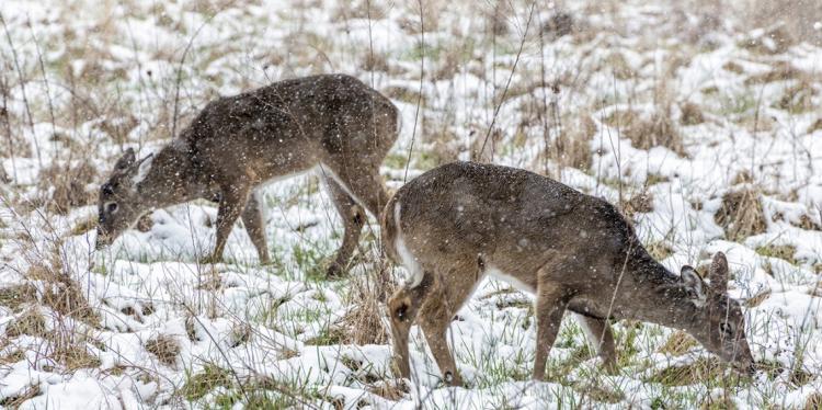 在一个多雪的领域的鹿吃从地面的植被
