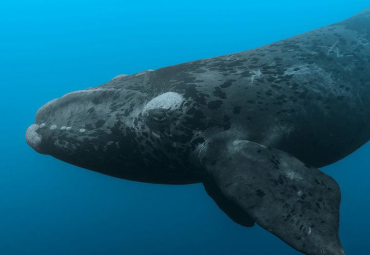 北大西洋右鲸鱼在海洋中游泳