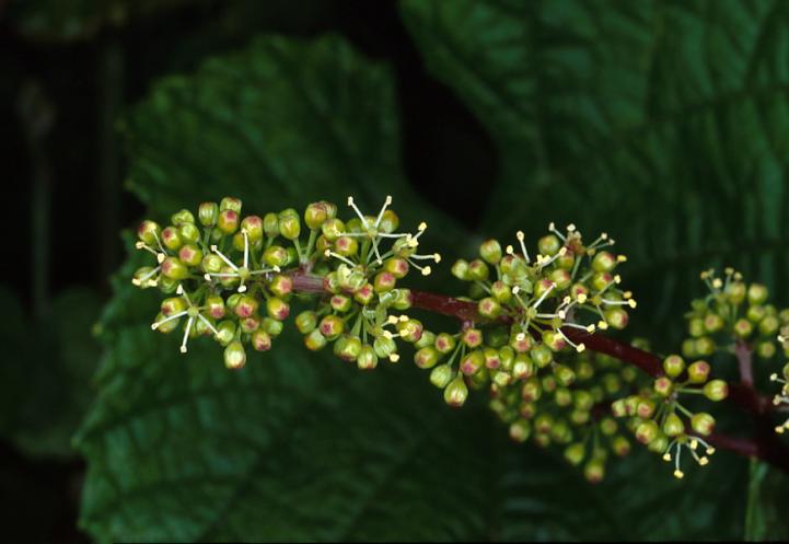 Grape flowers