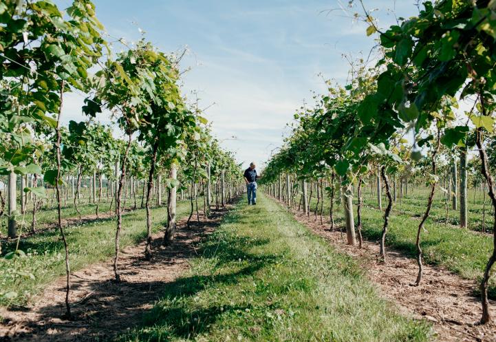 Man walks through a research vineyard.