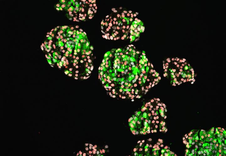 人干细胞的免疫荧光染色图像