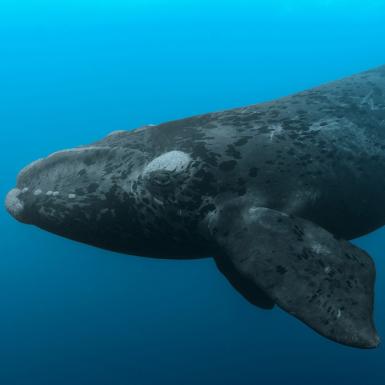 一只在海里游泳的北大西洋露脊鲸