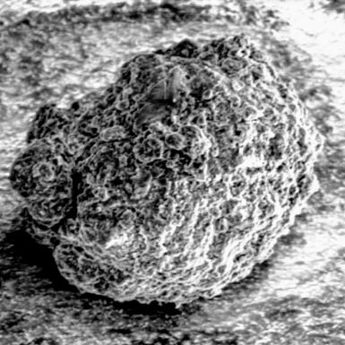 土壤的黑白显微镜图像