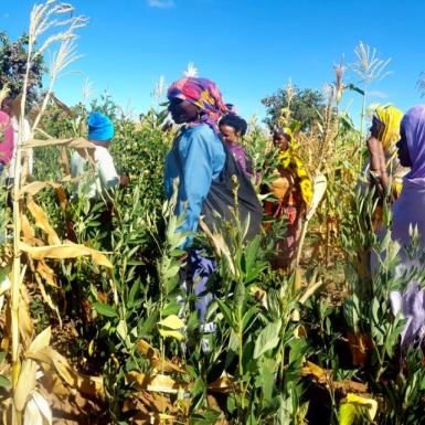 Tanzanian farmers standing and talking in a field