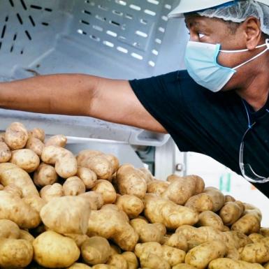 A man wearing a helmet and a face mask reaching across a big pile of potatoes