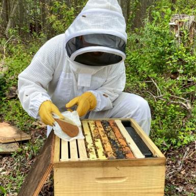 一个人蹲在蜂箱上并涂抹花粉