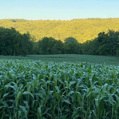 field of corn with sun in the background