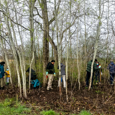 A group uses shovels in a marsh area