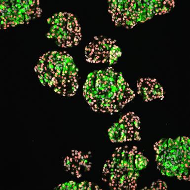 人干细胞的免疫荧光染色图像