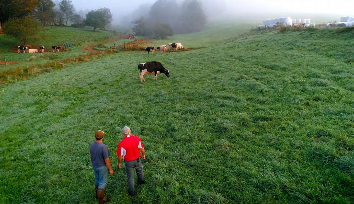 一个朦胧的早晨的一个农场与两个人看在领域和母牛放牧