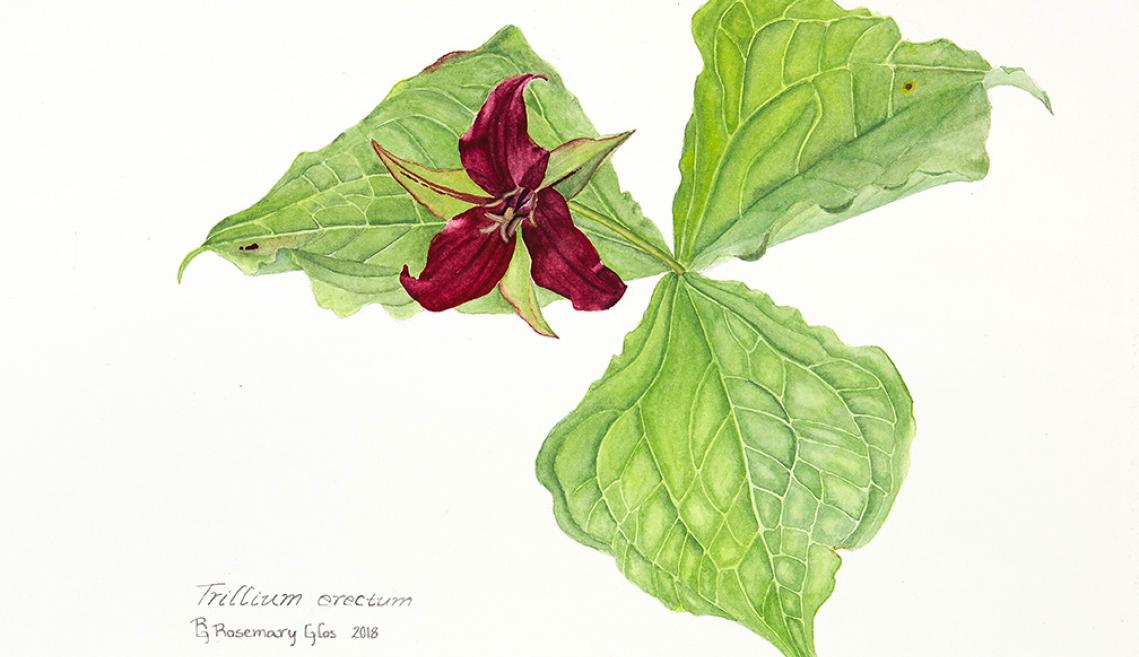 Trillium erectum的水彩