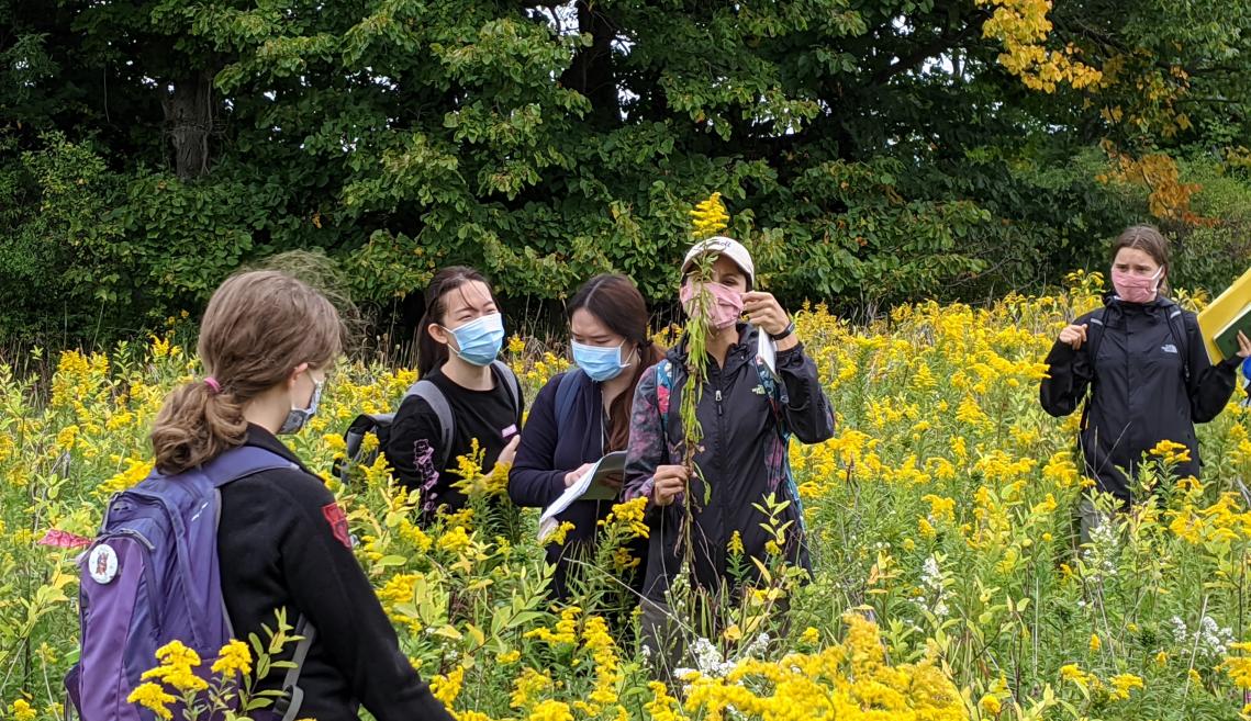 学生在Goldenrod领域进行研究