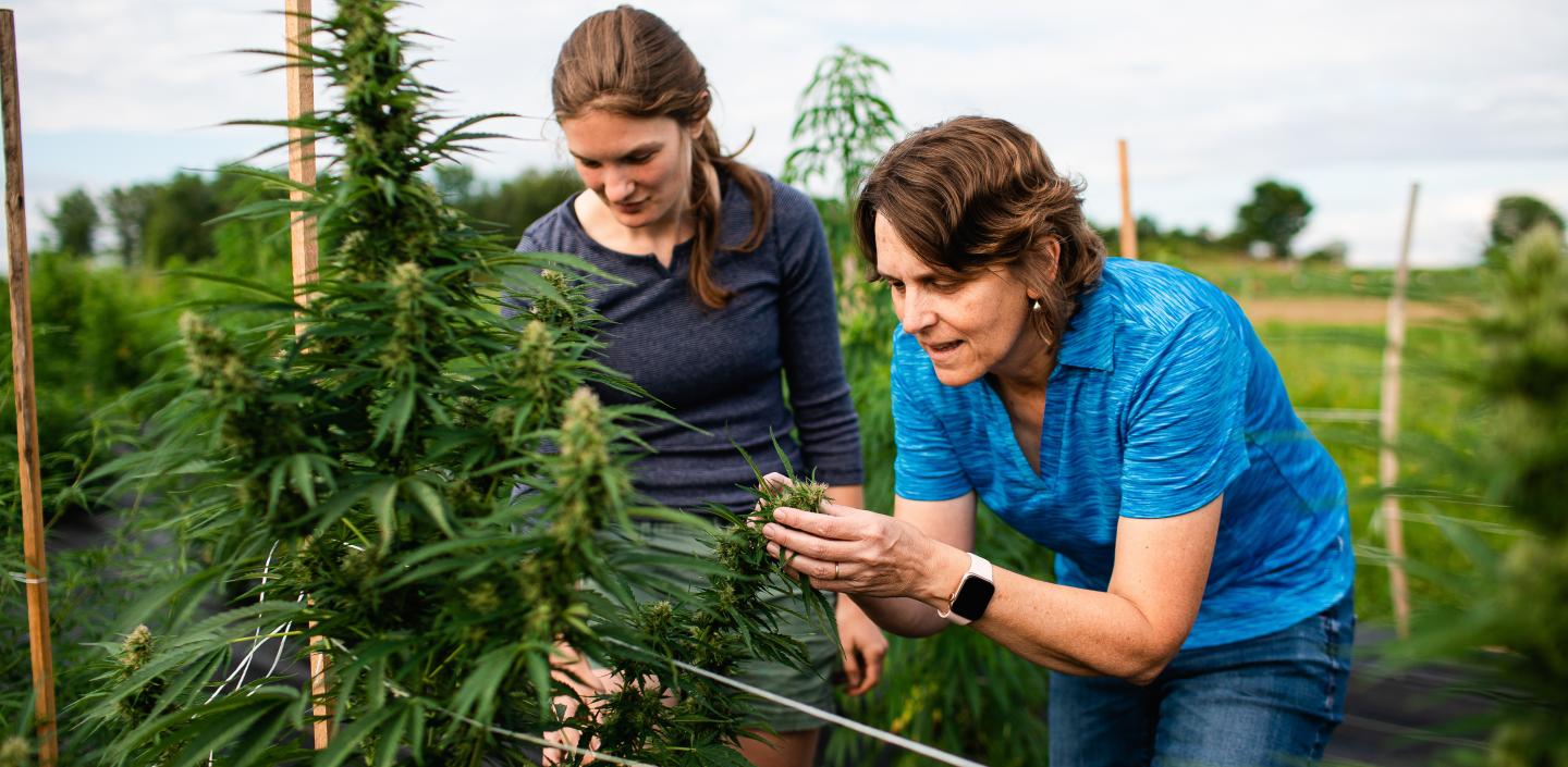 两名妇女在领域检查植物