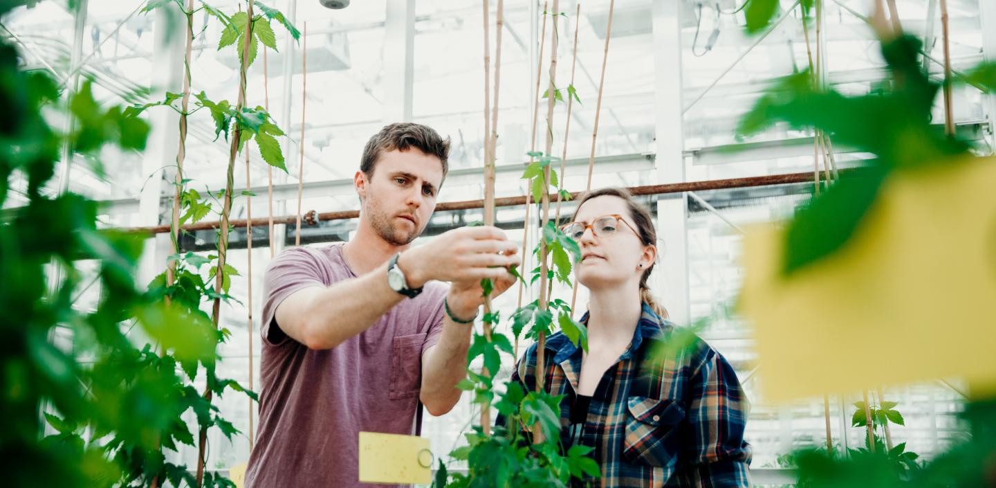 植物病理学研究生检查啤酒花植物在温室