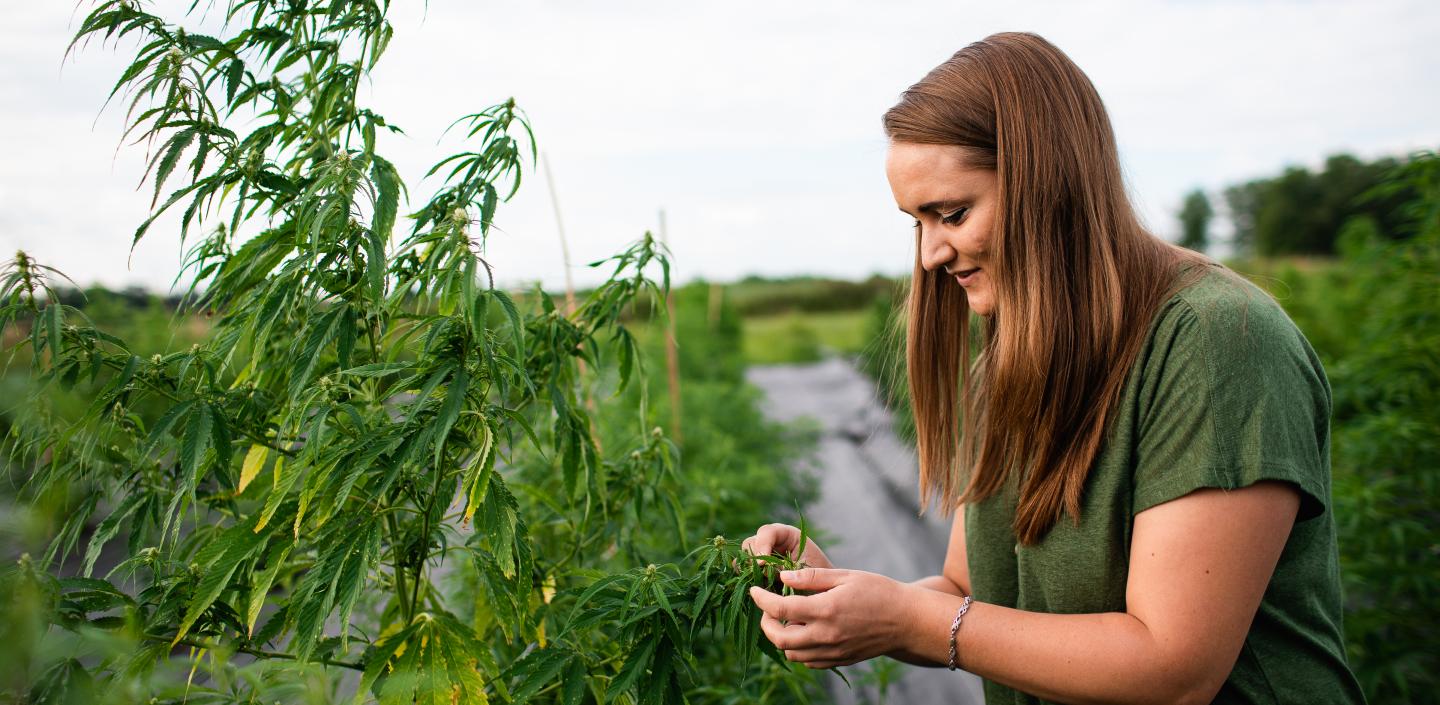 女人看大麻植物。