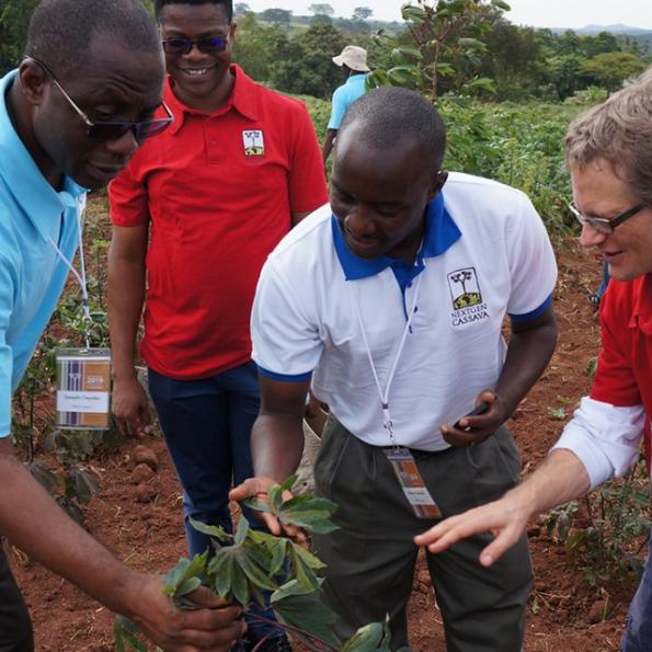 Joseph Onyeka, Chiedozie Egesi, Robert Kawuki和Jean-Luc Jannink在乌干达视察新的木薯品种
