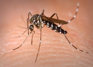 一只雌性Aedes Albopictus蚊子从人类主人那里获得血餐