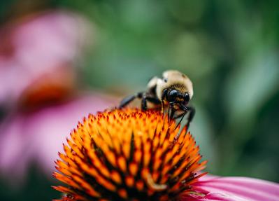 蜜蜂授予米恩斯花园的一朵花