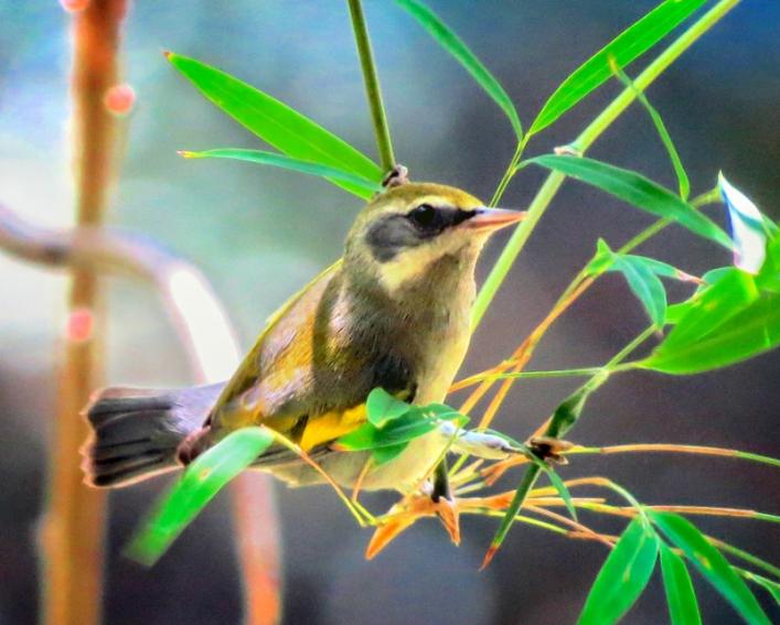 一只小，金色的鸟坐在长，瘦，绿叶之间的分支