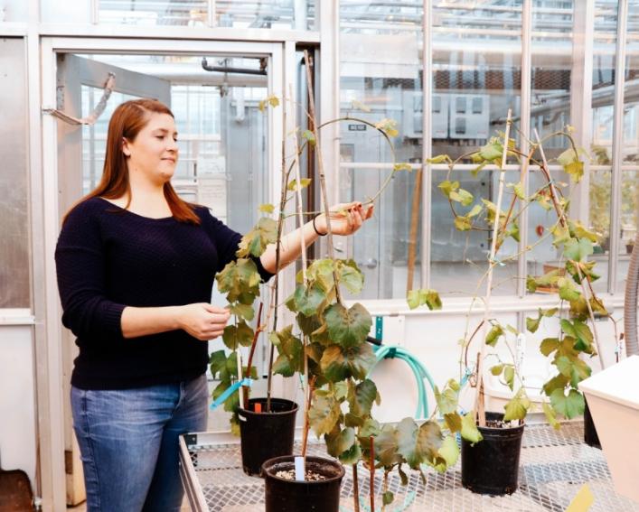 一位女研究生在温室检查她的植物