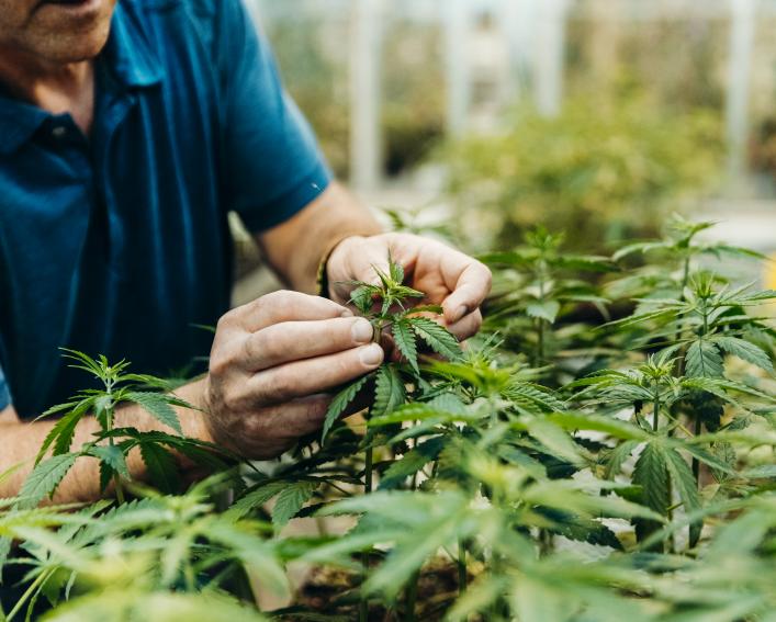 在温室里与大麻植物一起工作