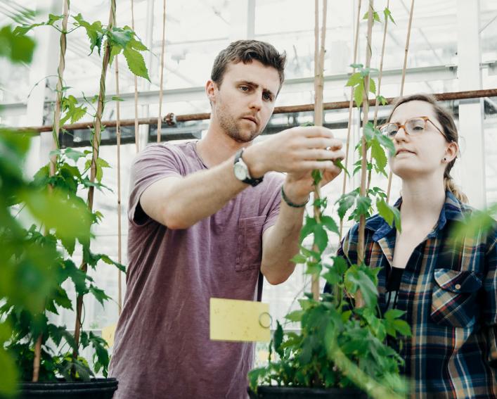 研究生们在温室里检查啤酒花植物