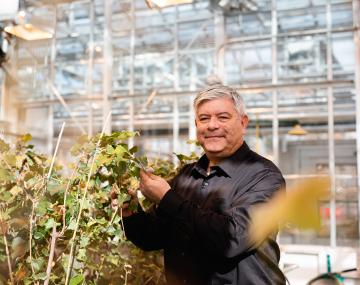 温室里的一个人审查了葡萄植物